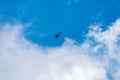 Italian Military Helicopter against a Clear Blue Sky with Clouds - Italy Royalty Free Stock Photo
