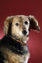 Italian mongrel dog 5994 Royalty Free Stock Photo