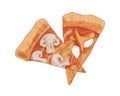 Italian mushroom pizza slices with champignons, chanterelles, and mozzarella cheese. Cut triangle pieces or segments