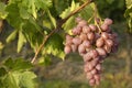 Italian muskateller grape during growing time Royalty Free Stock Photo