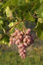 Italian muskateller grape during growing time Royalty Free Stock Photo