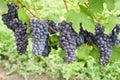 Italian Nebbiolo Red Wine Grapes on the Vine #3 Royalty Free Stock Photo