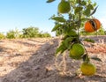 Italian Orange Orchards Royalty Free Stock Photo