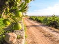 Italian Orange Orchards Royalty Free Stock Photo