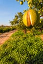 Italian Orange Orchards Royalty Free Stock Photo