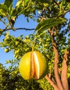 Italian Orange Orchards Royalty Free Stock Photo