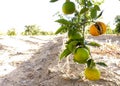 Italian Orange Orchards Royalty Free Stock Photo