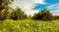 Italian Orange Orchards Royalty Free Stock Photo