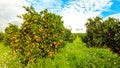 Italian Orange Orchards Royalty Free Stock Photo