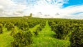 Italian Orange Orchards Royalty Free Stock Photo