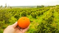 Italian Orange Orchards Royalty Free Stock Photo