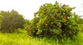 Italian Orange Orchards Royalty Free Stock Photo