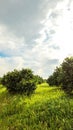 Italian Orange Orchards Royalty Free Stock Photo