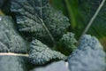 Cavolo nero kale dark green leaves texture close up, Royalty Free Stock Photo