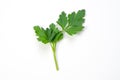 Italian Parsley Royalty Free Stock Photo