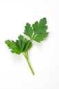 Italian Parsley Royalty Free Stock Photo