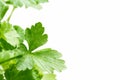 Italian Parsley Royalty Free Stock Photo