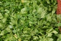 Italian parsley, Flat leaf parsley Royalty Free Stock Photo