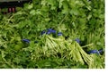 Italian parsley, Flat leaf parsley Royalty Free Stock Photo