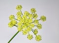 Italian Parsley Yellow Flower Blossom