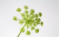 Italian Parsley Flower Blossom Head