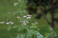 Italian Parsley in Herb Garden 58484