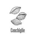 Italian pasta conchiglie shell shaped. Hand drawn sketch style illustration of traditional italian food. Best for menu designs a