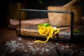 Italian pasta spaghetti on fork with basil on wooden board