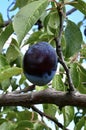 Italian Prune Plum Royalty Free Stock Photo