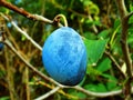 Italian Prune Plum on tree Royalty Free Stock Photo