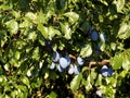 Italian prune plum tree Royalty Free Stock Photo