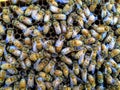 Italian Queen Bee in center of worker bees laying eggs in beehive frame closeup