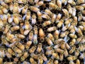 Italian Queen Bee in center of worker bees laying eggs in beehive frame closeup