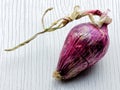 Italian Red onion tropea