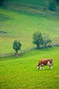 Italian red pied cow grazing