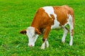 Italian red pied cow