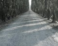 Italian road 8 Royalty Free Stock Photo