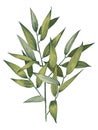 Italian ruscus branch. Royalty Free Stock Photo