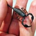 Italian scorpion (Euscorpius italicus) Royalty Free Stock Photo