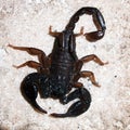 Italian scorpion (Euscorpius italicus) Royalty Free Stock Photo