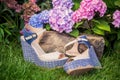 Italian shoes, elegant sandals in the garden