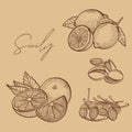 Italian sicilian food fruits vector outline illustration
