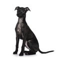 Italian Sighhound dog on white background Royalty Free Stock Photo