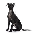 Italian Sighhound dog on white background Royalty Free Stock Photo