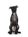 Italian Sighhound dog on white background Royalty Free Stock Photo