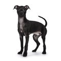 Italian Sighhound dog on white background Royalty Free Stock Photo