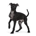 Italian Sighhound dog on white background Royalty Free Stock Photo