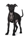 Italian Sighhound dog on white background Royalty Free Stock Photo