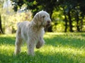 Italian Spinone in hanting