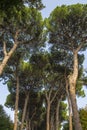 Italian stone pine forest Royalty Free Stock Photo
